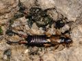 Forficula auricularia (f. macrolabia)